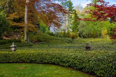 Japon Çay Bahçesi. Locarno yakınlarında bir çay çiftliği. Eşsiz mikro iklim sayesinde Ticino 'daki tek çay çiftliği
