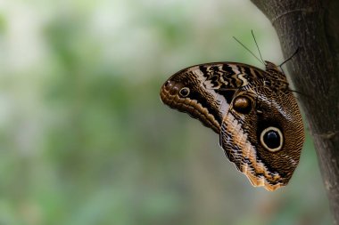 Bulanık yeşil arka planı olan bir ağaçta dinlenen bir Kaligo Kelebeği 'nin yakın çekimi. Göz benzeri kanatları olan tropik bir böcek. Vahşi yaşam makrografisi. Kartlar, posterler, vahşi yaşam dergileri ve doğa projeleri için mükemmel.