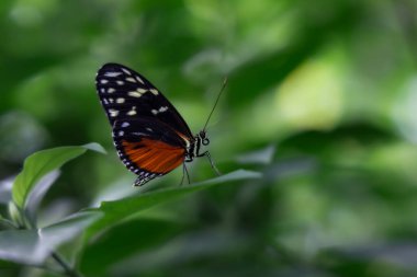 Arka planı bulanık, yeşil bir yaprağın üzerinde siyah ve turuncu bir kelebeğin yakın çekimi. Mükemmel makro doğa çekimi, canlı ve huzurlu, eko, bahçe ve vahşi yaşam temaları için ideal.