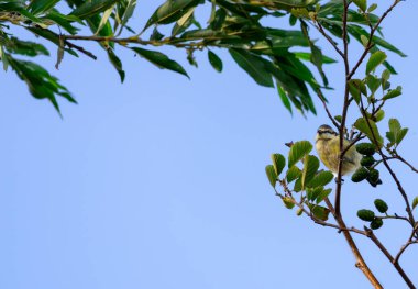 Küçük ötücü kuş, açık mavi gökyüzüne karşı bir ağaç dalına tünemişti. Doğal ışık ve yumuşak yapraklarla huzurlu bir yaz manzarası vahşi bir kuşu doğal ortamında çerçeveliyor..