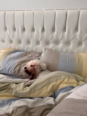 Kabarık beyaz bir köpek çizgili bir yatakta uzanırken esniyor..