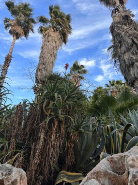 Uzun palmiye ağaçları ve yemyeşil tropikal bitkiler mavi gökyüzünün altında bulutlu.