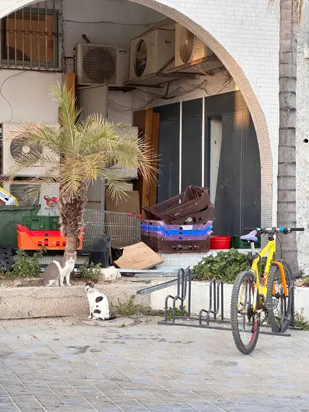 Bir binanın girişinde kediler, bir bisiklet ve palmiye ağacı olan şehir manzarası..