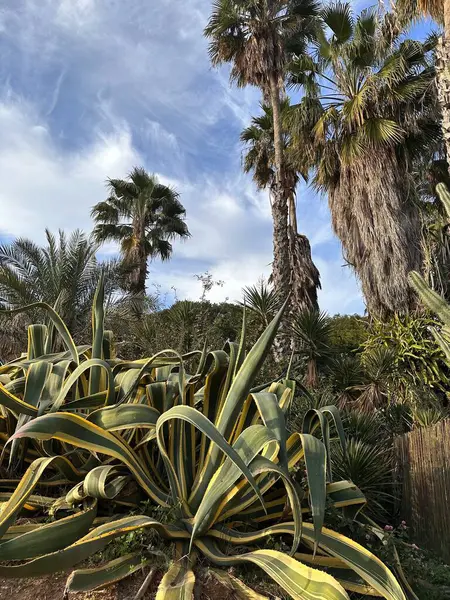 Mavi gökyüzünün altında, uzun palmiye ağaçları ve büyük agave bitkileriyle yemyeşil bir tropikal bahçe..