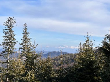 Sonsuza dek yeşil ağaçlarla çevrili dağlık bir manzaranın manzarası. Gökyüzü parçalı bulutlu, uzak karlı tepeler ve aşağıdaki yemyeşil orman.