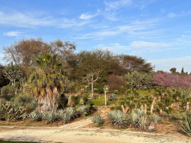 Açık mavi gökyüzü ve dağınık bulutlarla çeşitli kaktüsler ve lezzetlerle dolu canlı bir çöl bahçesi. Manzara palmiye ağaçları ve çiçek açan bitkileri kapsar, yemyeşil, yemyeşil bir ortam yaratır..
