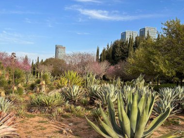Arkaplanda çiçek açan pembe ağaçlar bulunan çeşitli agave bitkileri ve kaktüslerden oluşan canlı bir manzara. Modern binalar berrak mavi gökyüzünün altında yükselir..
