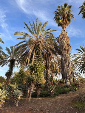 Berrak mavi gökyüzünün altında çeşitli palmiye ağaçları ve sulu bitkiler barındıran yemyeşil bir bahçe. Sahne, canlı yeşilliği ve çeşitli bitki yaşamını yakalar ve tropikal bir atmosfer yaratır..