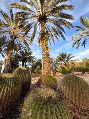 Mavi gökyüzünün altında ince bulutlu, uzun palmiye ağaçları ve büyük yuvarlak kaktüslerden oluşan bir çöl manzarası. Sahne canlı ve kurak bitkilerin güzelliğini gözler önüne seriyor..