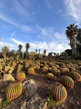 Parlak mavi gökyüzünün altında küresel kaktüslerle dolu uçsuz bucaksız bir bahçe. Uzun palmiye ağaçları ve yemyeşil alan çevresini sarar ve sakin bir çöl manzarası yaratır..