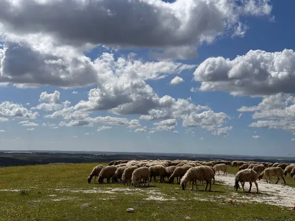 Çimenli bir yamaçta tüylü beyaz bulutlarla dolu mavi bir gökyüzünün altında otlayan bir koyun sürüsü. Manzarada kayan tepeler ve uzak bir ufuk var. Huzurlu bir pastoral manzara yaratıyor..