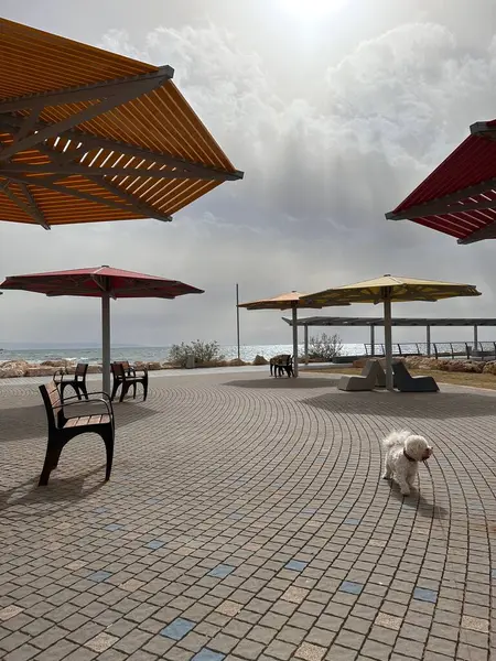 Renkli şemsiyeleri ve bankları olan sakin bir denize bakan manzaralı bir açık alan. Küçük bir köpek asfalt zeminde yürüyor, bulutlu bir gökyüzünün altında, içinden gün ışığının gözetlediği.
