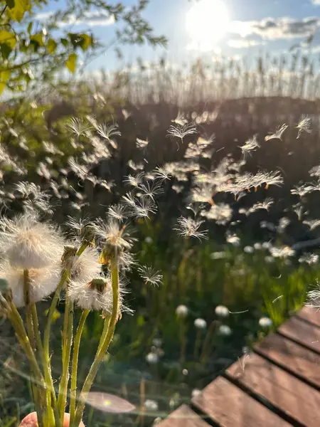 Güneşte savrulan karahindiba tohumlarının yakın çekimi, uzun otların bulanık arkaplanı ve parlak gökyüzü. Sahne, doğadaki huzurlu bir anı yakalar..