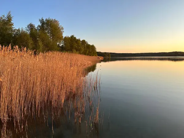 Gün batımında sakin bir göl manzarası, su kenarında uzun altın kamışları ve sakin, yansıtıcı bir yüzeyi vardır. Gökyüzü maviden sıcak renklere geçer, yemyeşil ağaçlarla çevrilidir..