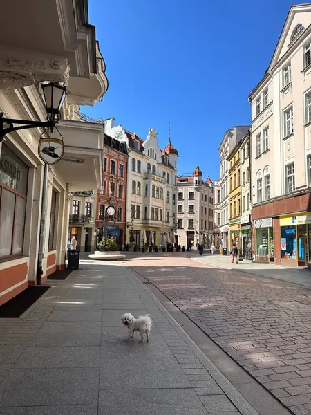 Ön planda, tarihi binalar ve açık mavi gökyüzüyle çevrili küçük bir köpeğin yer aldığı büyüleyici bir sokak manzarası. Sokak sessiz, renkli cepheli mimari bir karışım sergiliyor..