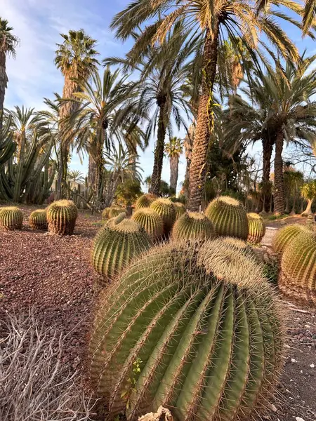 Palmiye ağaçlarıyla çevrili geniş küresel kaktüslerden oluşan bir çöl manzarası. Sahne, temiz bir gökyüzü altında kurak bitki örtüsünün güzelliğini yakalıyor kaktüslerin eşsiz şekillerini ve dokularını gözler önüne seriyor..