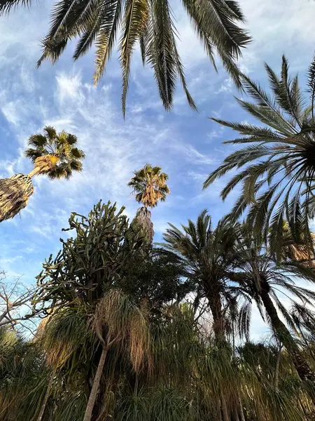 Mavi gökyüzüne karşı canlı bir palmiye ağacı ve kaktüs manzarası, tropikal bir atmosfer sergiliyor. Görüntü bitkilerin yemyeşil ve eşsiz şekillerini yakalıyor, dingin ve egzotik bir his yaratıyor..