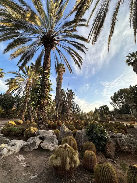 Uzun palmiye ağaçları ve çeşitli kaktüslerden oluşan canlı bir çöl manzarası. Sahne, temiz mavi gökyüzü ve eşsiz kaya oluşumlarıyla doğanın güzelliğini yakalar ve sakin bir atmosfer yaratır..