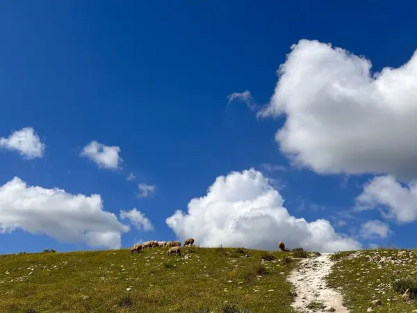 Pofuduk beyaz bulutlu, parlak mavi gökyüzünün altında çimenli bir tepenin olduğu sakin bir manzara. Küçük bir koyun sürüsü yamaçta huzur içinde otluyor ve sakin bir kırsal alan oluşturuyor..