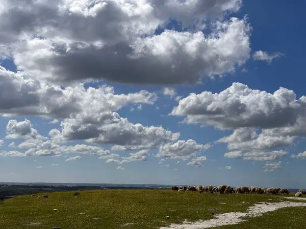 Pofuduk beyaz bulutlarla dolu mavi gökyüzünün altında koyunlarla benekli çimenli bir tepenin olduğu manzaralı bir yer. Ufuk uzaklığa doğru uzanıyor ve huzurlu bir kırsal atmosfer yaratıyor..