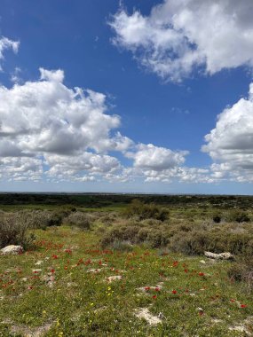 Önplanda gür yeşillik ve kabarık beyaz bulutlarla dolu uçsuz bucaksız bir gökyüzü bulunan canlı bir kır çiçeği tarlası. Ufuk mesafeye kadar uzanıyor, sakin bir doğal ortam sergiliyor..