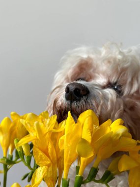 Pofuduk beyaz bir köpek, parlak sarı frezyalar bir buket üzerinden dikiz, burun ve ekspres gözler karşı tarafsız bir arka plan.