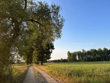 Berrak mavi bir gökyüzünün altındaki yemyeşil bir tarlaya uzanan uzun ağaçlarla kaplı sakin bir toprak patika. Güneş ışığı sahnede sıcak bir parıltı yayar ve huzurlu bir atmosfer yaratır..