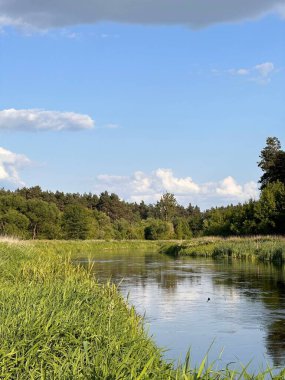 Bereketli yeşil çimenler ve kıyıları çevreleyen ağaçlarla dolu huzurlu bir nehir manzarası. Su, mavi gökyüzünü ve tüylü beyaz bulutları yansıtır. Huzurlu bir doğal manzara yaratır..