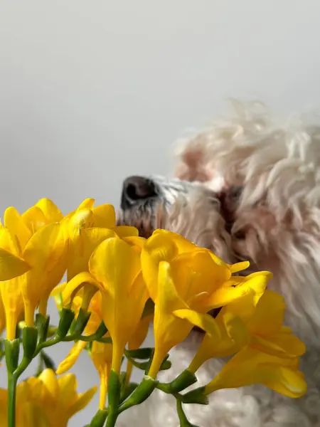 Tüylü beyaz bir köpek kısmen parlak sarı bir çiçek buketinin arkasına gizlenmiş, köpeğin yüzüne yumuşak bir odak ile ve ön planda canlı çiçekler.