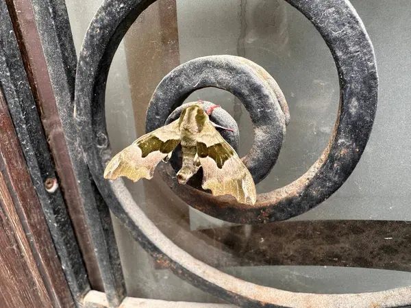 Büyük bir güve desenli demir bir spiral üzerinde dinleniyor. Güve, tozlu çevre ile harmanlanmış yeşil ve kahverengi tonlarında karmaşık desenler içerir..