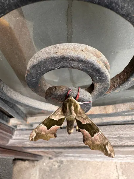 Yıpranmış bir kapı kolunda dinlenen büyük bir güve karmaşık kanat desenlerini ve renklerini sergiliyor. Arka planda cam panelleri olan bir köy kapısı var..