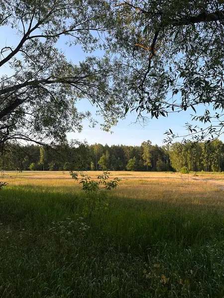 Ağaçlarla çevrili çimenli bir arazinin olduğu sakin bir manzara. Sahne, açık mavi gökyüzü ve yemyeşil yemyeşil ile doğanın sükunetini yakalıyor, rahatlama ve açık hava aktiviteleri için ideal..