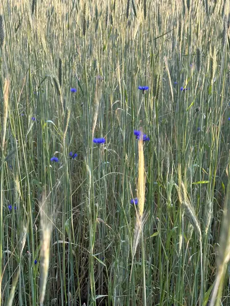 Dağınık mavi kır çiçekleriyle dolu uzun yeşil çimenler, sakin ve doğal bir manzara yaratıyor. Güneş ışığı, bitkilerin renklerini ve dokularını güçlendiren sıcak bir parıltı yayar..