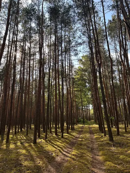 Parlak gökyüzüne uzanan uzun çam ağaçlarının olduğu sakin bir orman sahnesi. Güneş ışığı dalların arasından süzülür, ormanda süzülen yosunlu bir yolda gölgeler bırakır..
