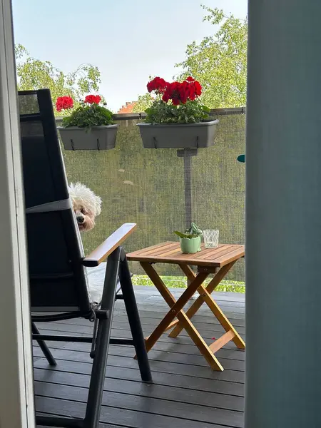 Siyah bir sandalyenin olduğu rahat bir balkon sahnesi, küçük tahta bir masa, bir bitki ve bir bardak, ve sallanan kaplarda canlı kırmızı çiçekler. Kabarık tüylü bir köpek koltuğun arkasından dikizliyor, ortama sıcaklık katıyor..