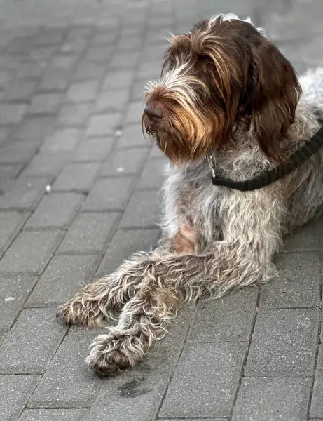 Asfaltlı bir yüzeye uzanmış tüylü paltolu rahat bir köpek. Köpeğin kendine özgü bir sakalı ve uzun kürkü var. Açık havada sakin bir tavır sergiliyor..