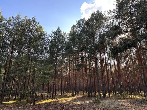 Açık mavi gökyüzünün altında yüksek çam ağaçları olan sakin bir orman sahnesi. Güneş ışığı dalların arasından süzülerek barışçıl bir atmosfer yaratır. Toprak yumuşak yosunlar ve düşmüş iğnelerle kaplı..