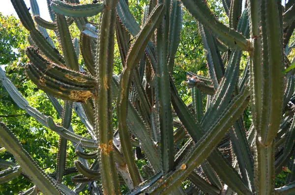 Uzun, dikenli, yeşil saplı ve parlak yapraklı bir kaktüs kümesi. Kaktüslerin eşsiz, bükülmüş bir şekli vardır ve güneşli, doğal bir ortama karşıdırlar..