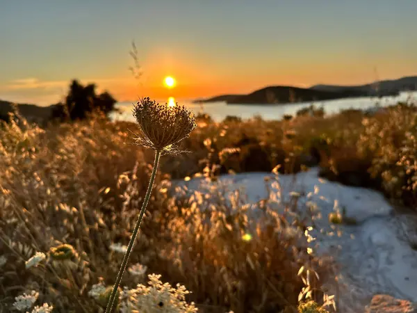 Sakin bir denizin üzerinde canlı bir günbatımına karşı siluetlenmiş, ön planda altın otlar ve arka planda yumuşak tepeler bulunan bir çiçeğin yakın çekimi..