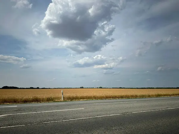 Bulutlu bir gökyüzünün altındaki altın buğday tarlasının manzarası. Önünde bir yol var. Manzara geniş ve huzurlu, doğanın güzelliğini gösteriyor..