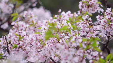 Bahar çiçekleri açıyor. Güzel pembe çiçekler. Doğa, güzellik.