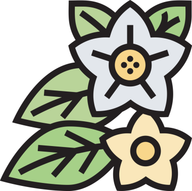 Çiçek simgesi PNG biçimi. Basit minimalist ve zarif tasarım. İlkbahar güzellik bahçesi çiçekleri, bitki örtüsü, romantik estetik süslemeler, dijital grafik, şeffaf arkaplan.