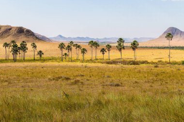 Arka planda dağlar olan hindistan cevizi ağaçları.