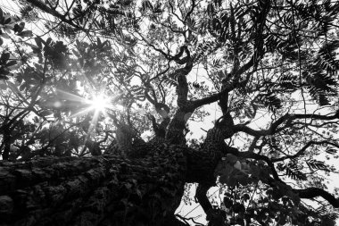 Dalları güneş ışınlarıyla aydınlatan güzel bir ağaç..