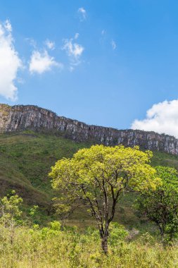 Arka planda bir ağaç ve dağlar olan manzara.