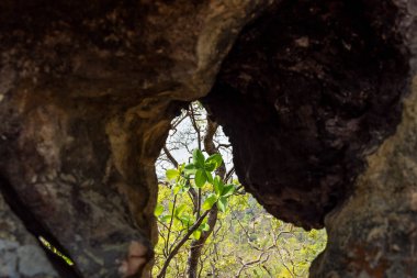 Taştaki delikten görünen bir ağaç..