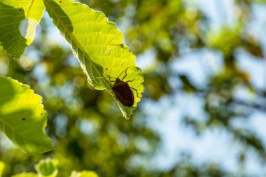 Yaprağın üzerinde bir böcek.