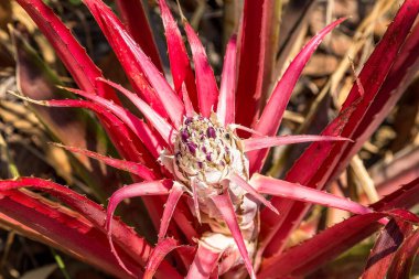 Meyve veren ananas çiçeği.