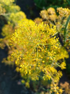 Sarı dereotunun deseni yakın plan.