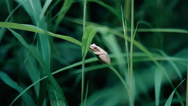 Çimlerdeki kurbağa